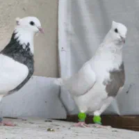 جفت طوقی ماده|پرنده|تاکستان, |دیوار