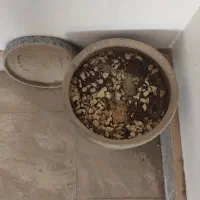 گلدان سفالی|گل و گیاه طبیعی|پردیس, فاز ۵|دیوار