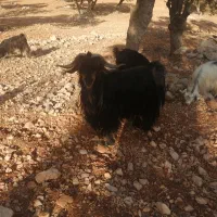 یک عدد دوبر  توخمی و پلوار|حیوانات مزرعه|ایذه, |دیوار