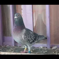 مسافتی 500بروز نشسته