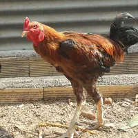 خروس لاری جوان