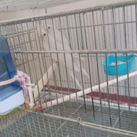 عروس هلندی|پرنده|شهرکرد, |دیوار