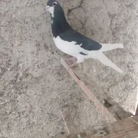 کبوتر شهرستانی|پرنده|تهران, میدان میوه و تره‌بار مرکزی|دیوار