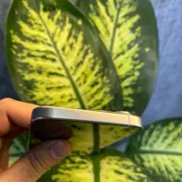 Iphone 15 promax|موبایل|کرج, اصفهانیها|دیوار