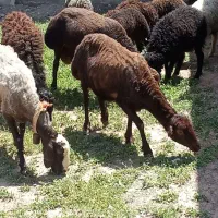 5تا میش 4تاش بره داره یدونش ابستن