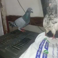 کله سبز ماده جفتگاه سبز آلمانی نر