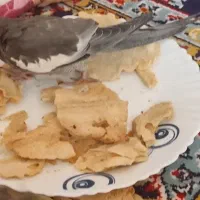 جوجه عروس هلندی گم شده