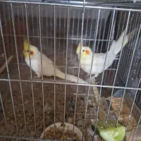 عروس هلندی|پرنده|اهواز, کیانپارس |دیوار