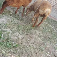 بر شیر مست|حیوانات مزرعه|اردبیل, |دیوار