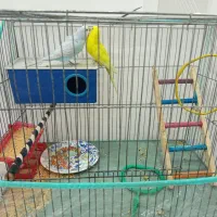 مرغ عشق جفت