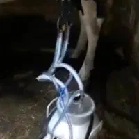 شیر دوش برقی و شارژی خانگی گوساله