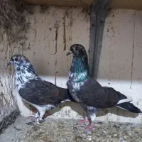 کبوتر پرشی