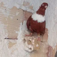 کلاغ نواری سرخ نر
