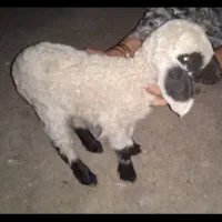 بره شیرخوار