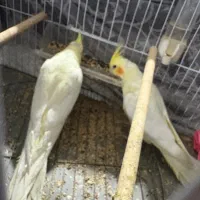 یک جفت عروس هلندی|پرنده|رشت, پل تالشان|دیوار