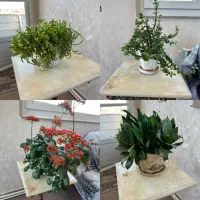 گل های طبیعی