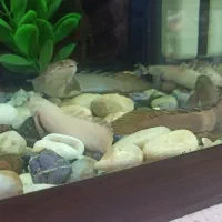 اکواریوم باماهی