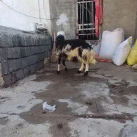 اصل خال سیاه 6ماه بشرط لخت شدن نر بهترین مال