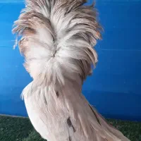 کبوتر زینتی جکسون شامپیون چتری