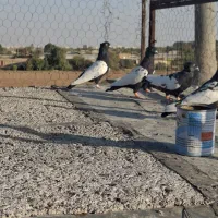 کبوتر رنگی|پرنده|شیراز, تل حسین‌آباد|دیوار