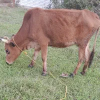 گاو گیل دورگ ۳ماه حامله|حیوانات مزرعه|رشت, حومه رشت|دیوار