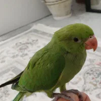 جوجه ملنگو چهل روزه