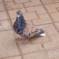 نر هفترنگ دمسفید آتشی عتیقه