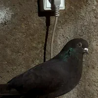 طوقی ماده|پرنده|اردبیل, |دیوار