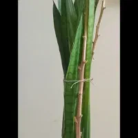 سانسوریا
