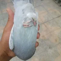 کفتر فروش جوجه سینه سبز درجه یک و دوتاجوجه کله سبز