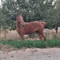 کوره مادیان عرب مصری|اسب و تجهیزات اسب‌سواری|گلپایگان, |دیوار