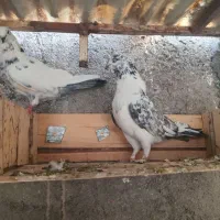 یجفت نروماده پرشی|پرنده|ساوه, |دیوار