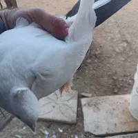 کبوتر رنگ پرش|پرنده|خنجین, |دیوار