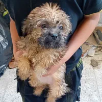 توله سگ شیتزو پامر