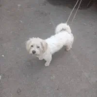 گمشده