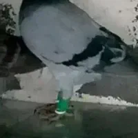 کاکلی یا تاجی پلاکی نر|پرنده|شیراز, لاله|دیوار