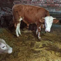 گوساله نر سیمیتال