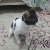 اهدا بچه گربه  واگذاری بچه گربه