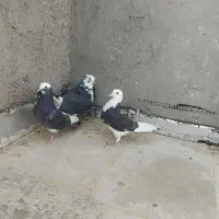 پرنده کفتر