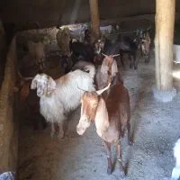 فروش بز با بزقاله نرو ماده