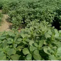 خرفه تازه برای سبزی آش کوکوترشی زیرقیمت کیلو۲۰هزار