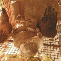 مرغ و خرگوش