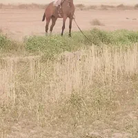 اسب