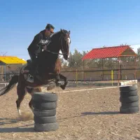 اسب وارداتی kwpn هولشتاین درساژ پرش کورس|اسب و تجهیزات اسب‌سواری|تهران, حصار بوعلی|دیوار