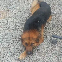 ژرمن شپرد (شوالین)