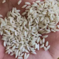 برنج عنبر بو طبیعی وخالص