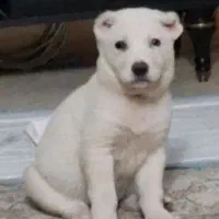 توله آلابای