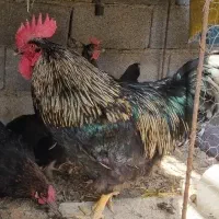 خروس