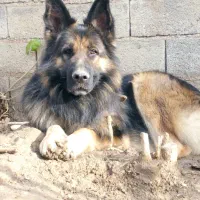 سگ ژرمن نر .|سگ|گنبد کاووس, |دیوار