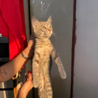 گربه اسکاتیش Dsh|گربه|گرگان, |دیوار